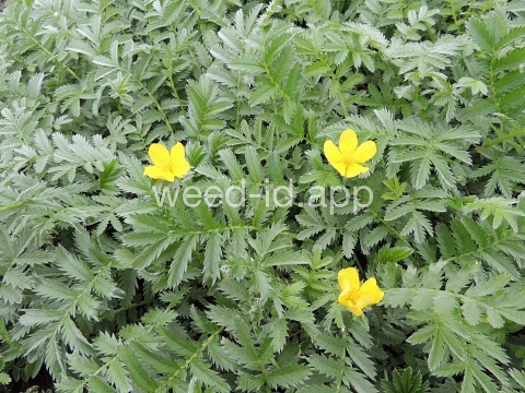 cinquefoil, silverweed